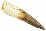 Fossil Spinosaurus Tooth - Restored Tip #343595-1